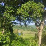 Terreno junto al río Filobobos, la naturaleza y el clima lo hacen un paraíso